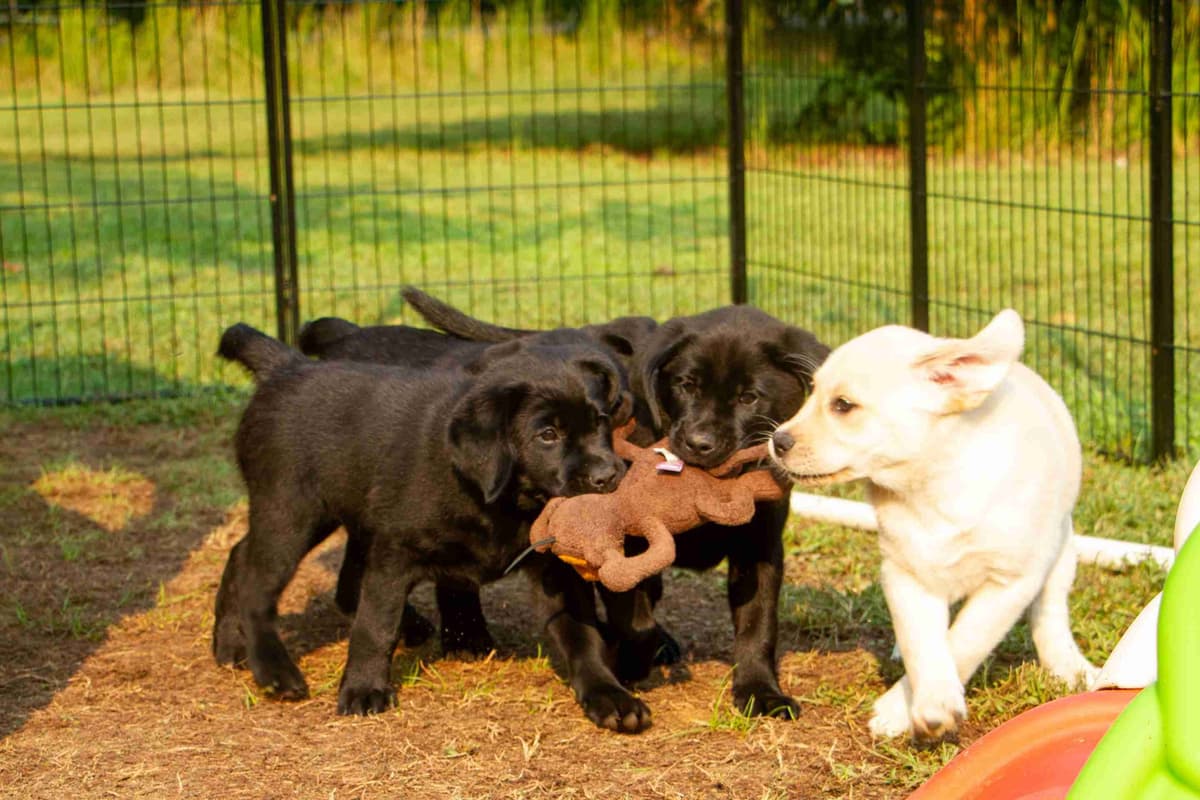 Well Socialized Labrador Puppies from Health Tested Parents breeder image 19