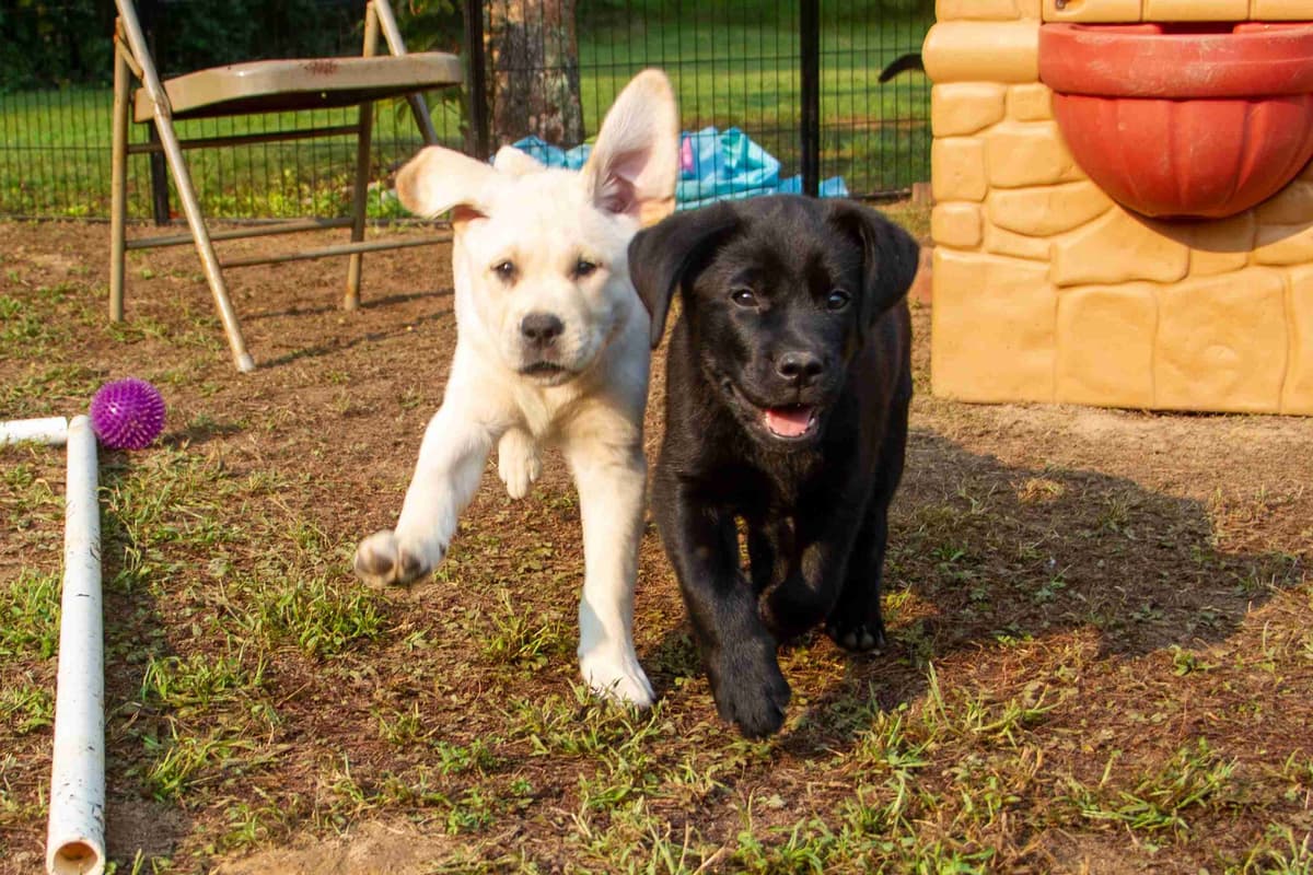 Well Socialized Labrador Puppies from Health Tested Parents breeder image 20