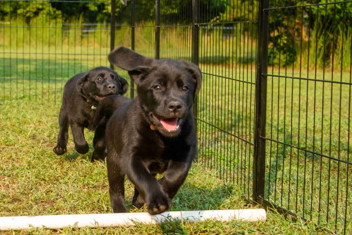 Well Socialized Labrador Puppies from Health Tested Parents breeder image 21