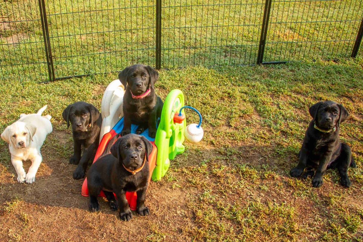 Well Socialized Labrador Puppies from Health Tested Parents breeder image 22