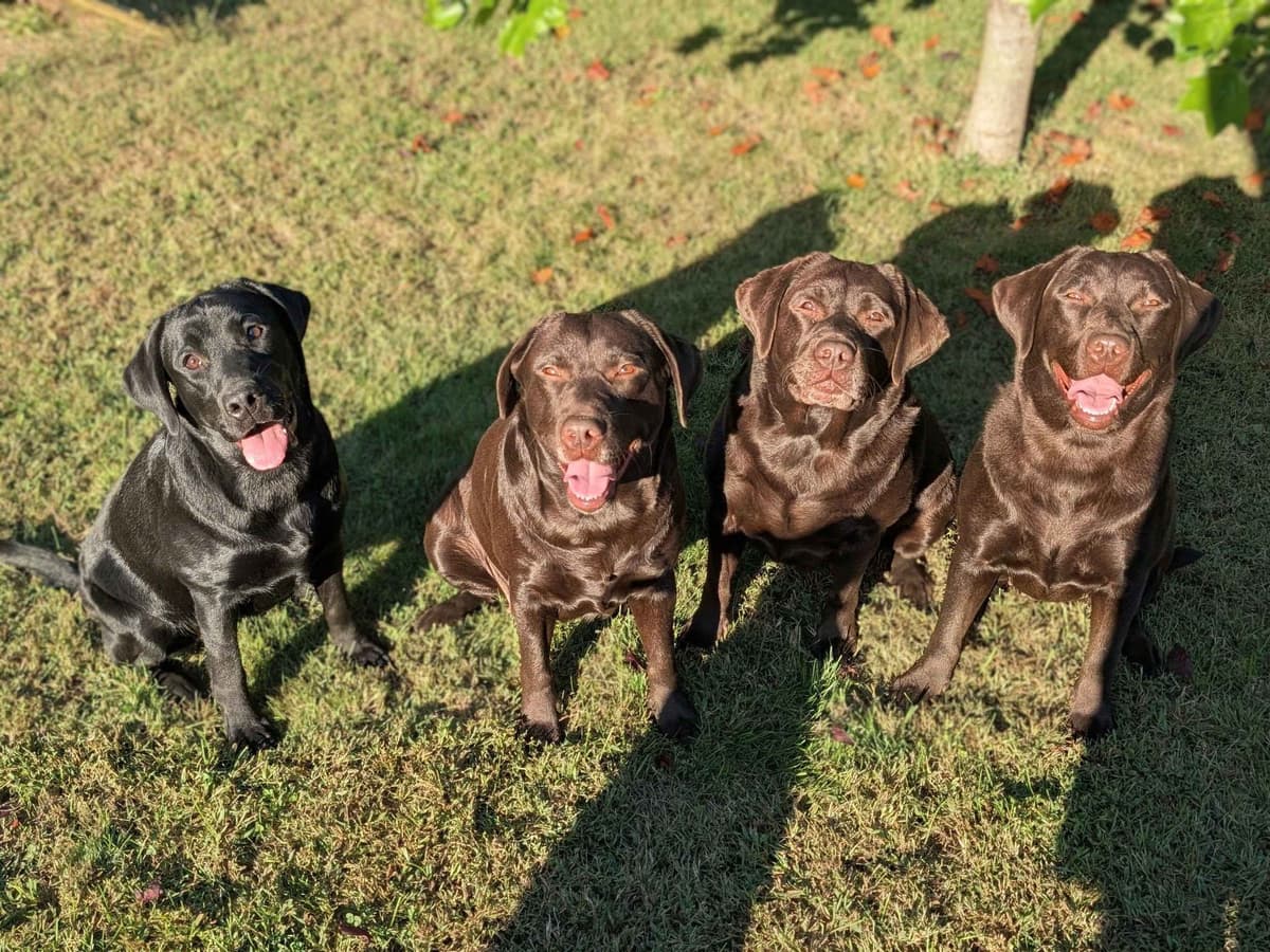 Well Socialized Labrador Puppies from Health Tested Parents breeder image 23