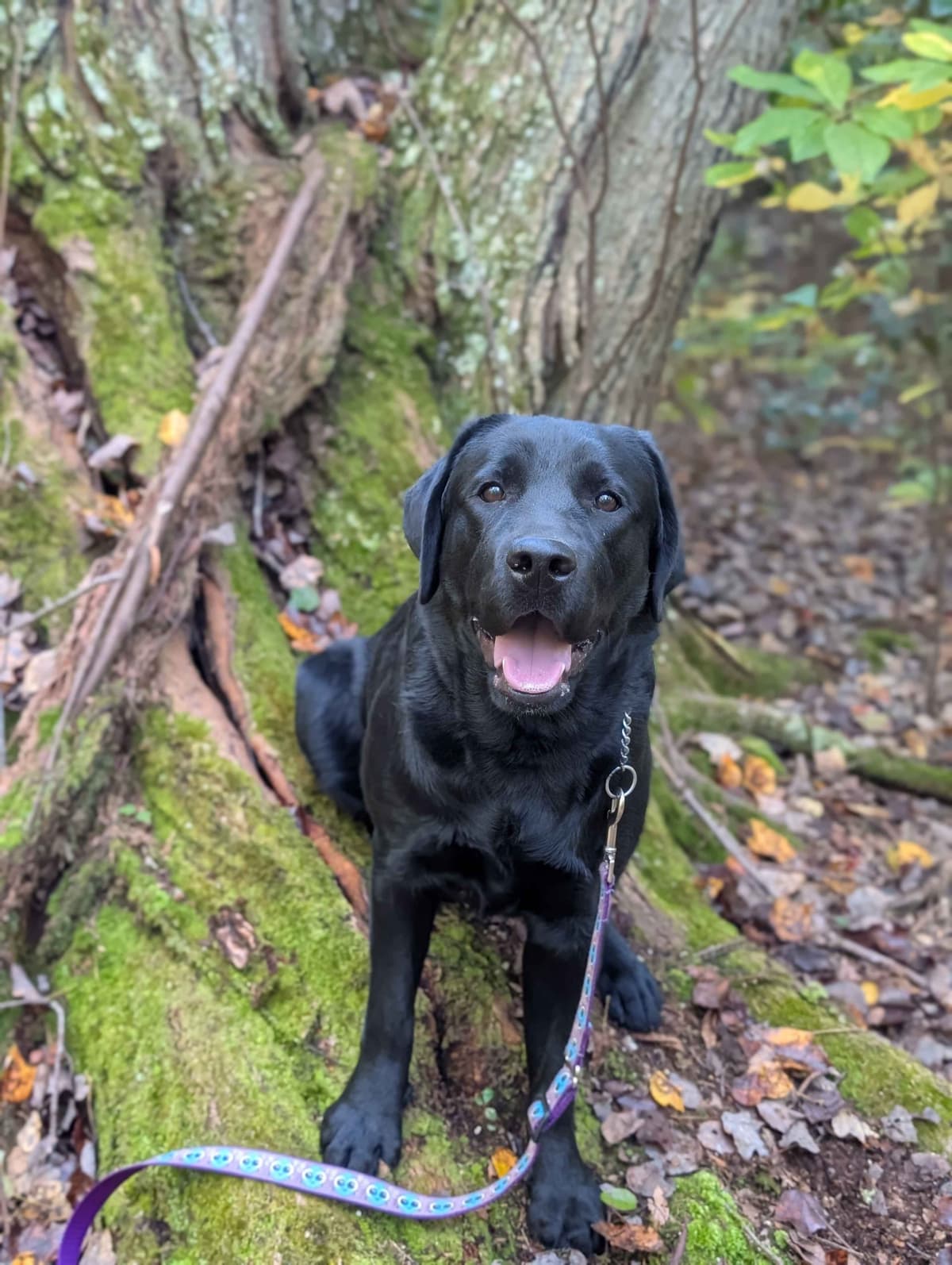 Well Socialized Labrador Puppies from Health Tested Parents breeder image 26