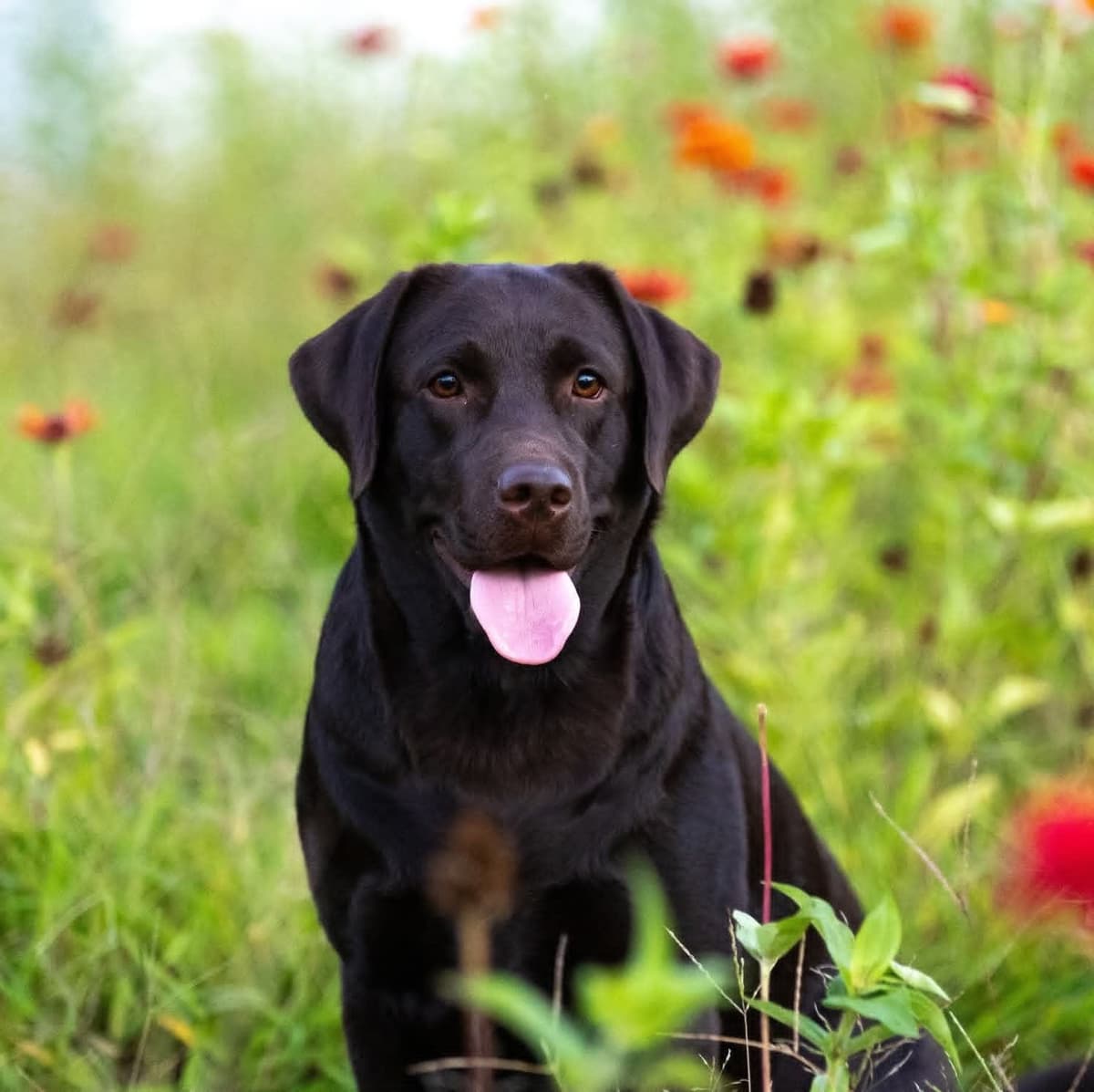 Well Socialized Labrador Puppies from Health Tested Parents breeder image 1
