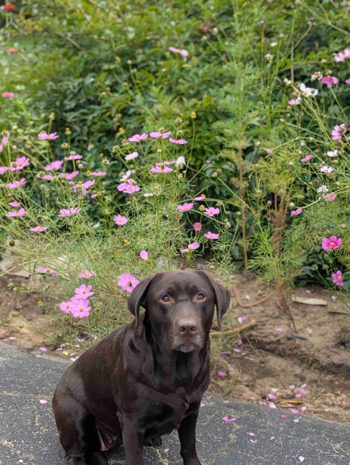 Well Socialized Labrador Puppies from Health Tested Parents breeder image 28