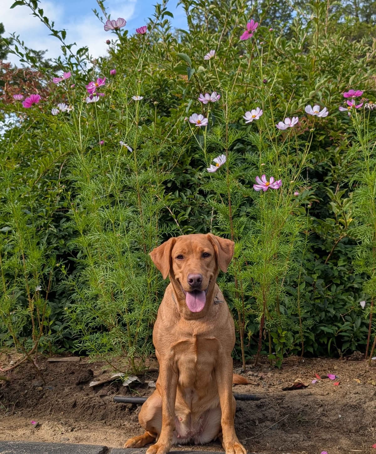 Well Socialized Labrador Puppies from Health Tested Parents breeder image 29