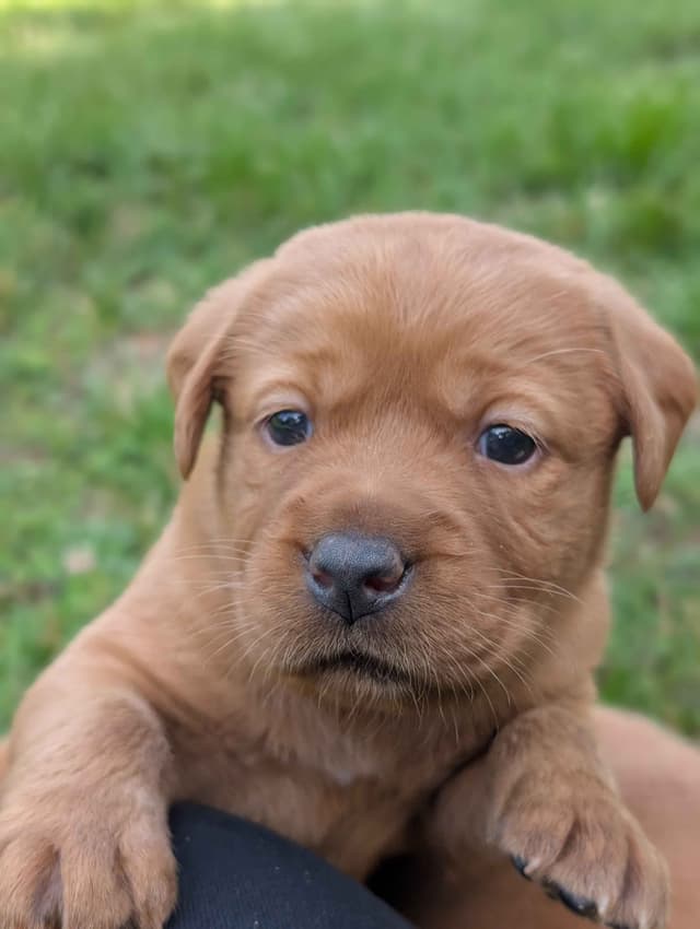 Well Socialized Labrador Puppies from Health Tested Parents media 2