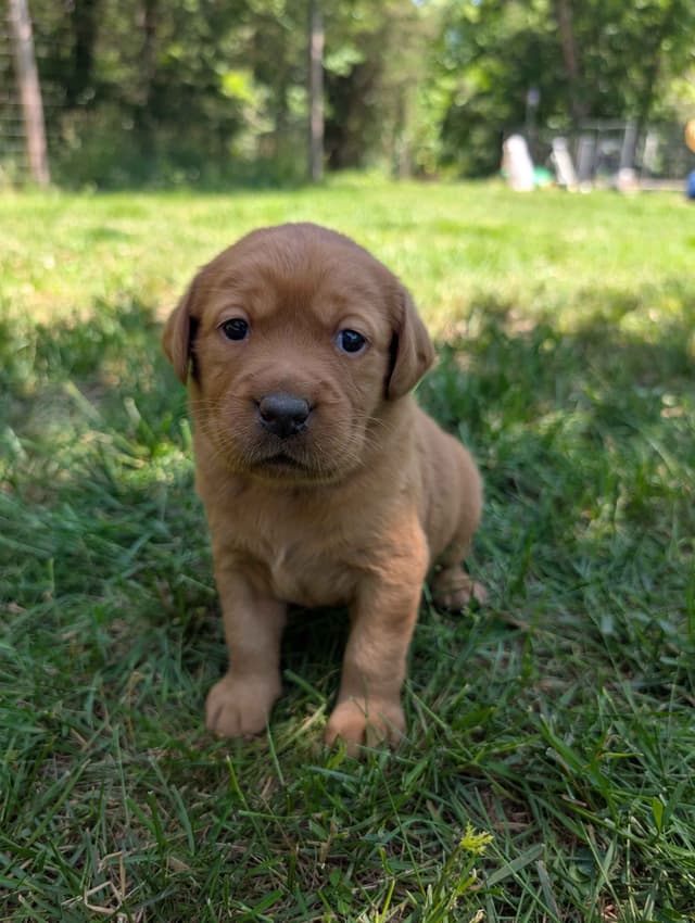 Well Socialized Labrador Puppies from Health Tested Parents media 3