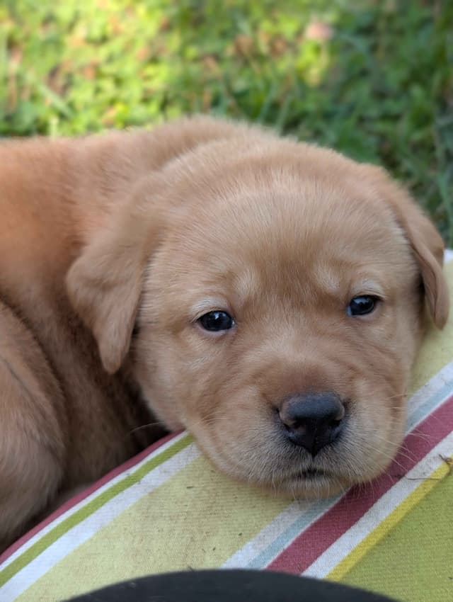 Well Socialized Labrador Puppies from Health Tested Parents media 4