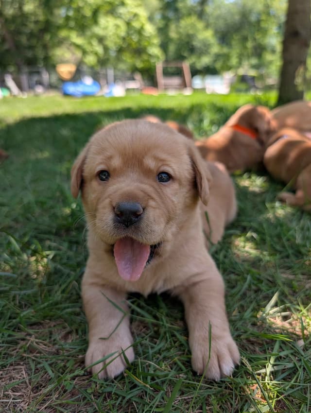 Well Socialized Labrador Puppies from Health Tested Parents media 5
