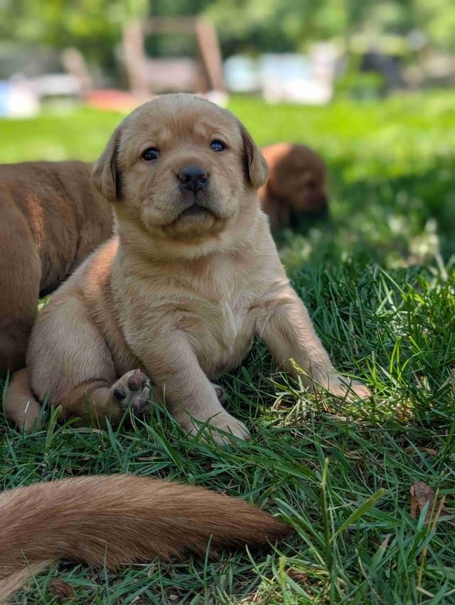 Well Socialized Labrador Puppies from Health Tested Parents media 6
