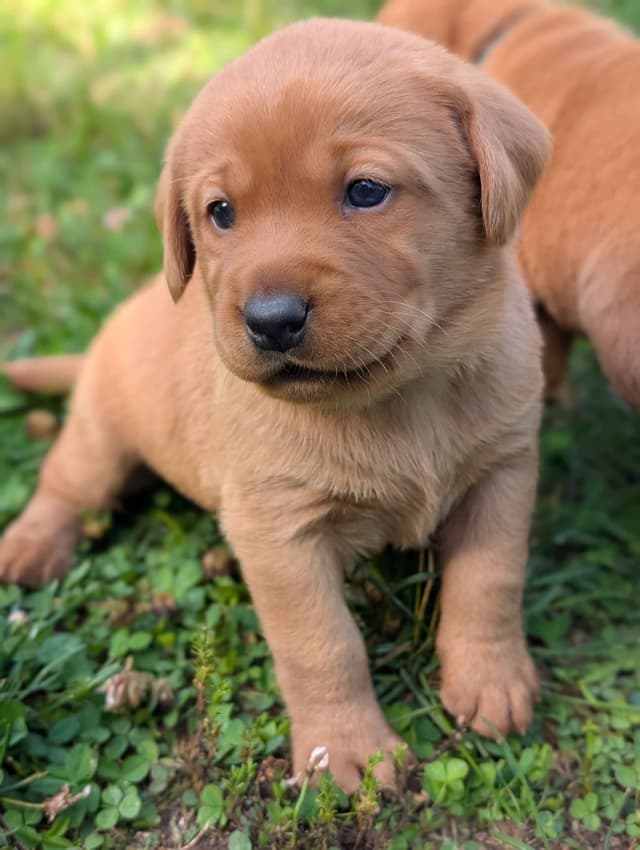 Well Socialized Labrador Puppies from Health Tested Parents media 7