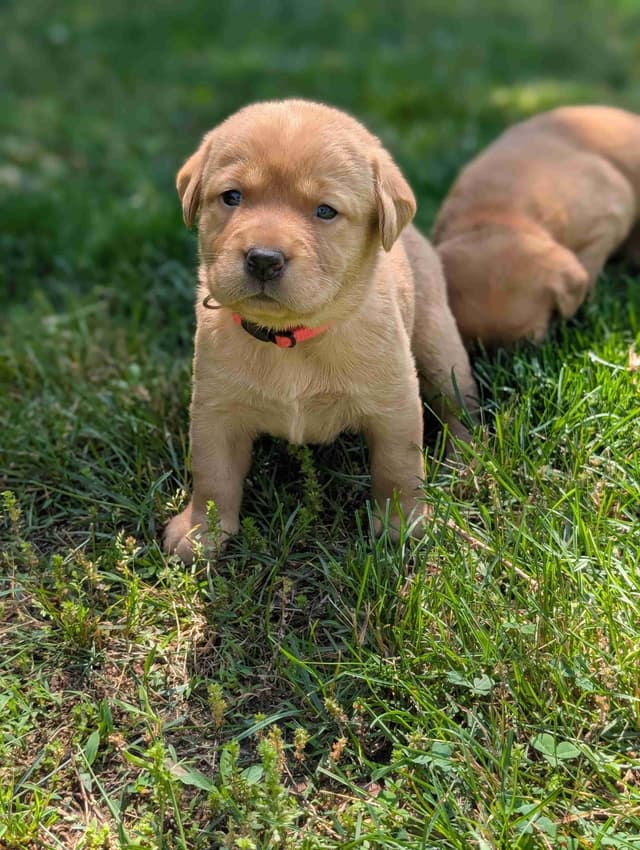 Well Socialized Labrador Puppies from Health Tested Parents media 9