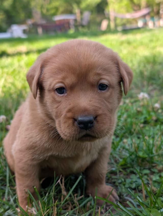 Well Socialized Labrador Puppies from Health Tested Parents media 10