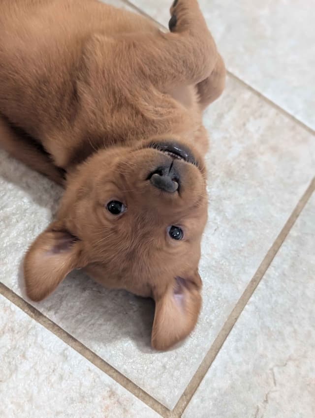 Well Socialized Labrador Puppies from Health Tested Parents media 11