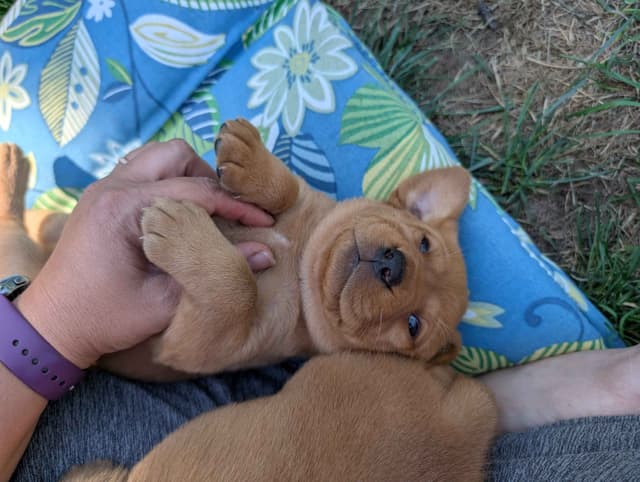 Well Socialized Labrador Puppies from Health Tested Parents media 12