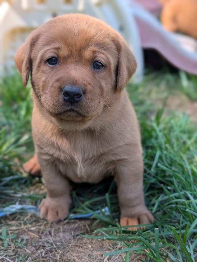 Well Socialized Labrador Puppies from Health Tested Parents media 13