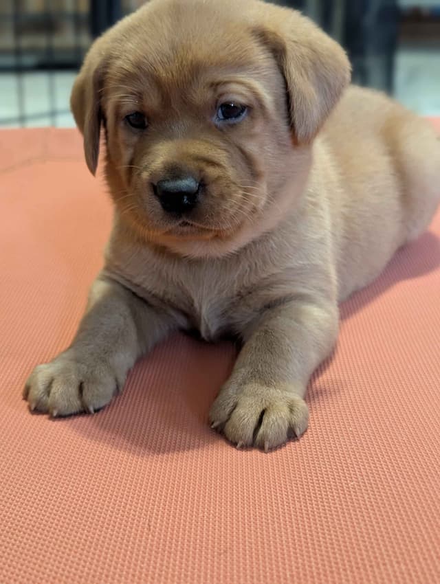 Well Socialized Labrador Puppies from Health Tested Parents media 14