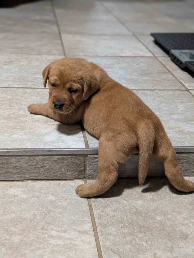Well Socialized Labrador Puppies from Health Tested Parents media 15