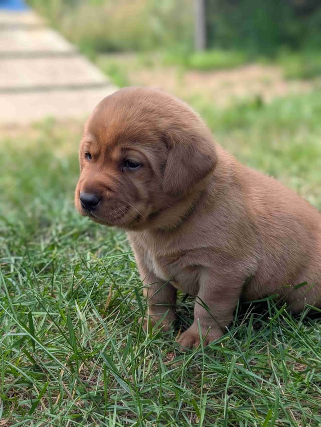 Well Socialized Labrador Puppies from Health Tested Parents media 17