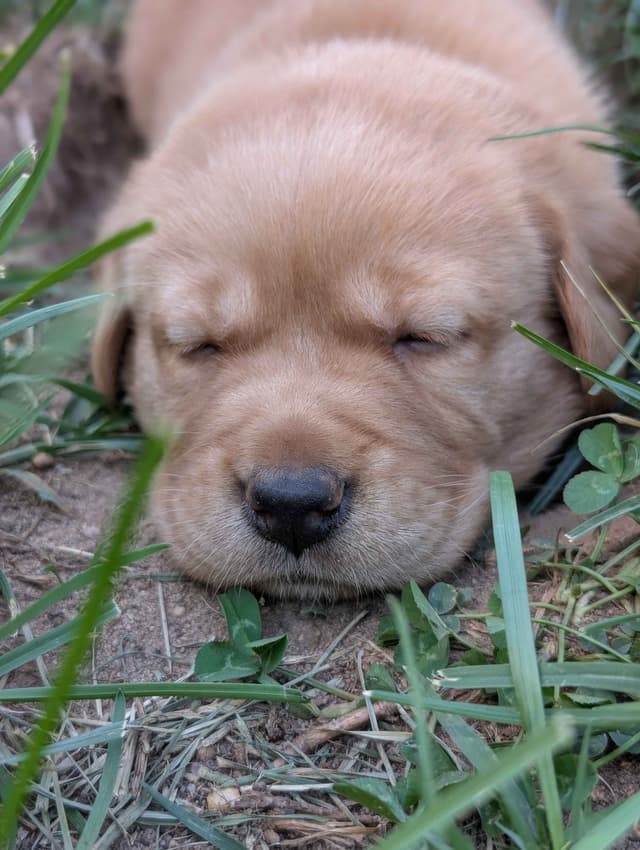 Well Socialized Labrador Puppies from Health Tested Parents media 19