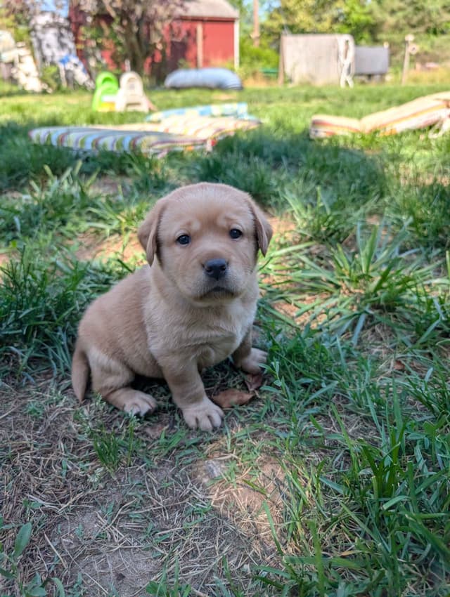Well Socialized Labrador Puppies from Health Tested Parents media 21
