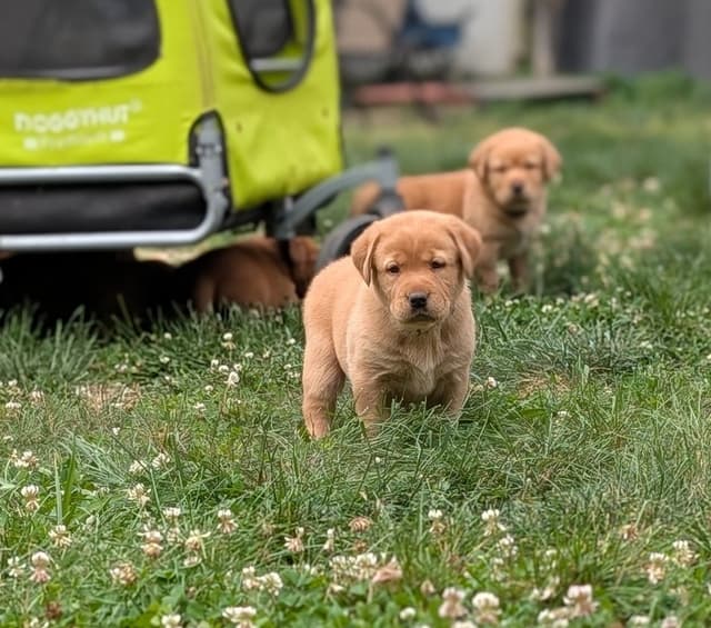 Well Socialized Labrador Puppies from Health Tested Parents media 22