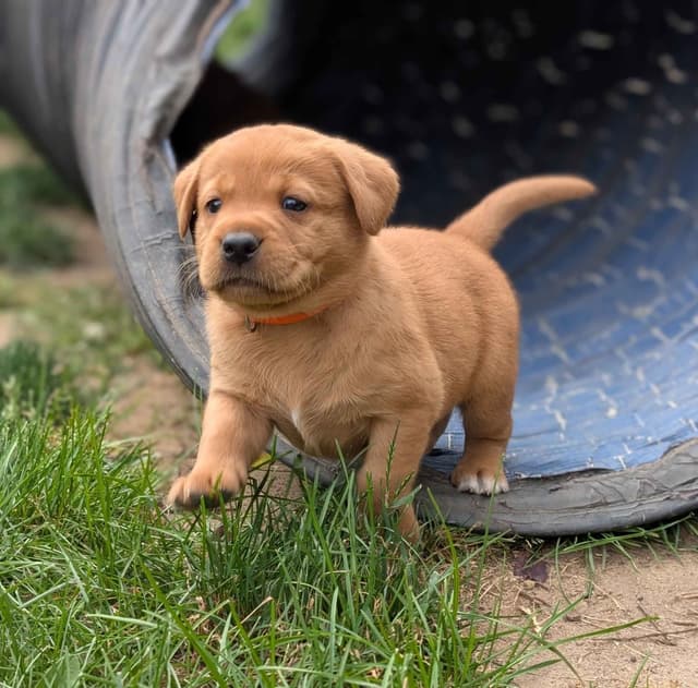 Well Socialized Labrador Puppies from Health Tested Parents media 23