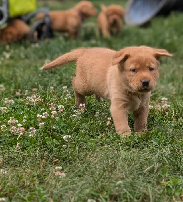 Well Socialized Labrador Puppies from Health Tested Parents media 24