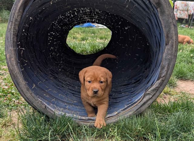 Well Socialized Labrador Puppies from Health Tested Parents media 25