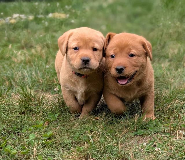 Well Socialized Labrador Puppies from Health Tested Parents media 27