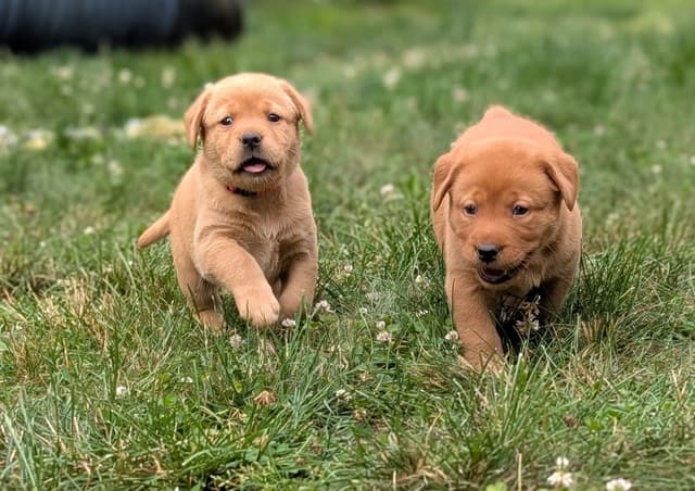 Well Socialized Labrador Puppies from Health Tested Parents media 28