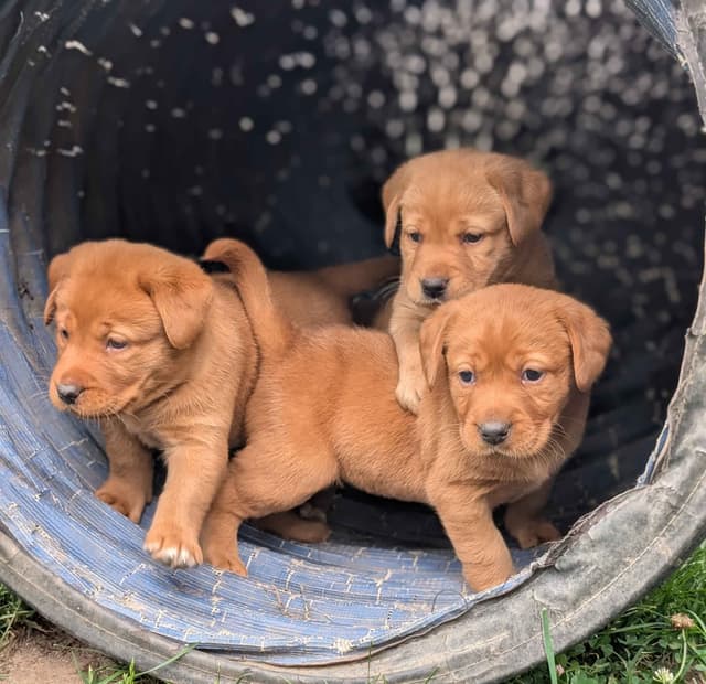 Well Socialized Labrador Puppies from Health Tested Parents media 29