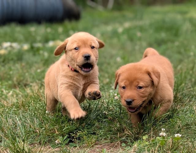 Well Socialized Labrador Puppies from Health Tested Parents media 30