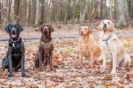 Labrador Retriever Puppies breeder image 1