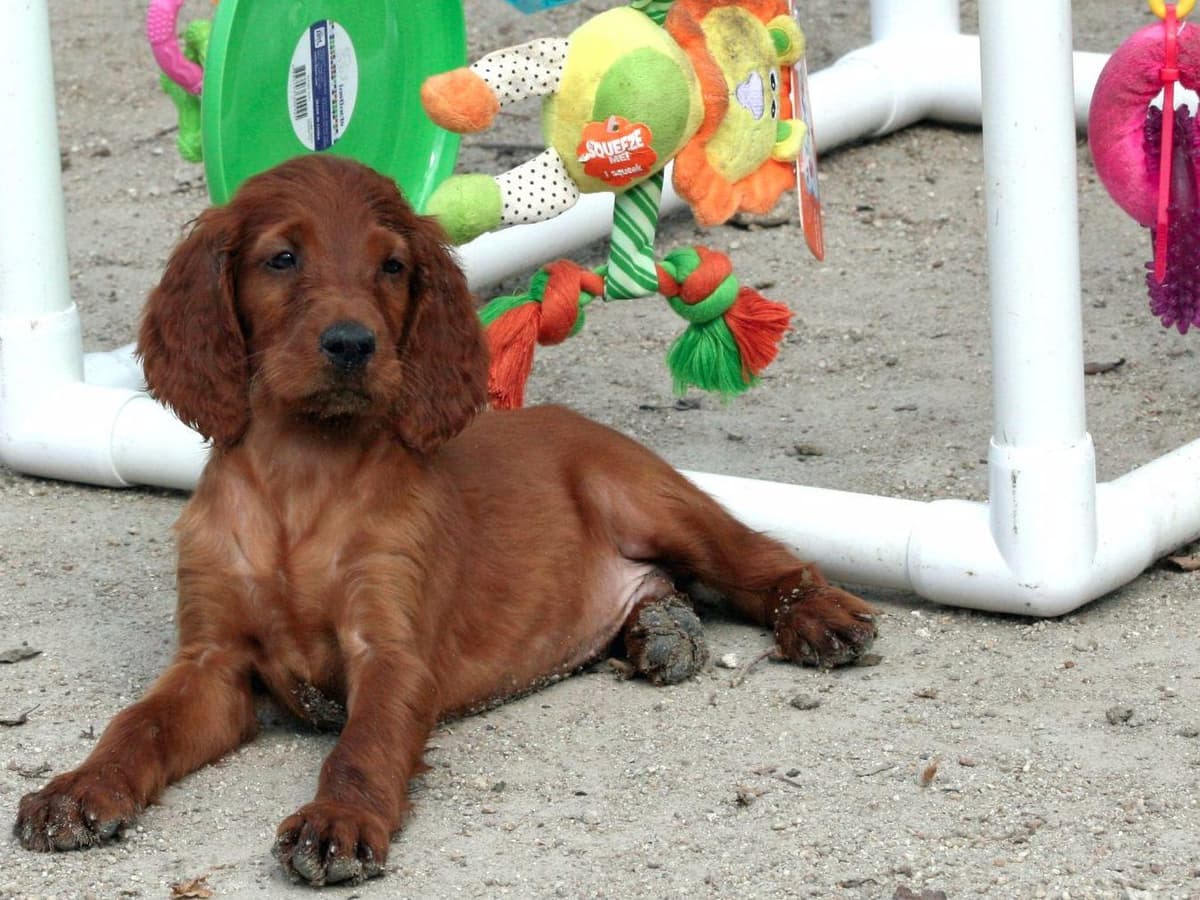 Irish Setter Puppies breeder image 1