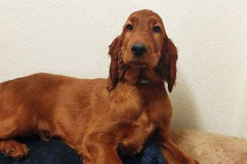Irish Setter Puppies breeder image 2