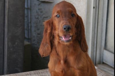 Irish Setter Puppies breeder image 3