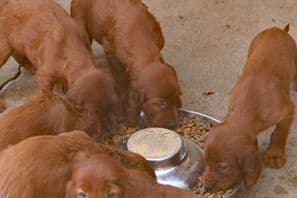 Irish Setter Puppies breeder image 4