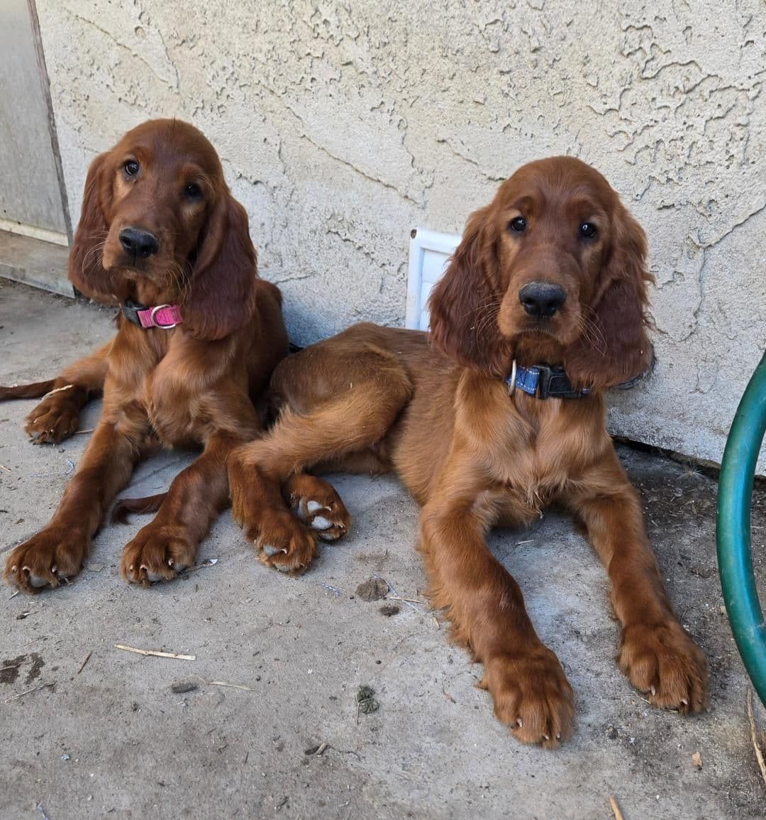 Irish Setter Puppies breeder image 5
