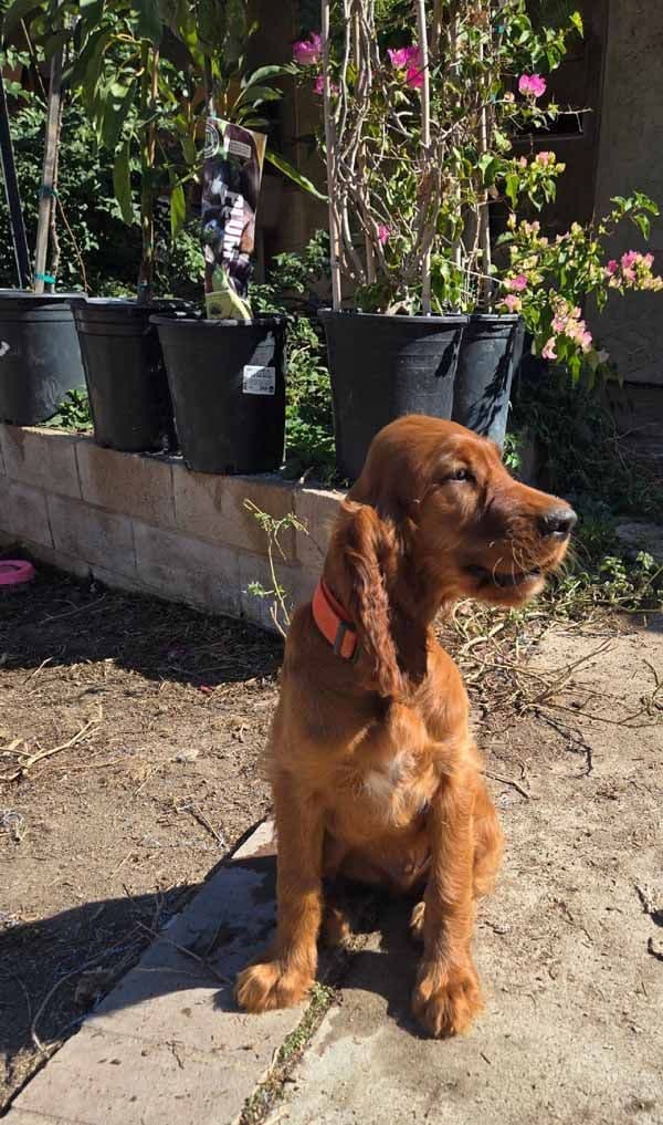 Irish Setter Puppies breeder image 6