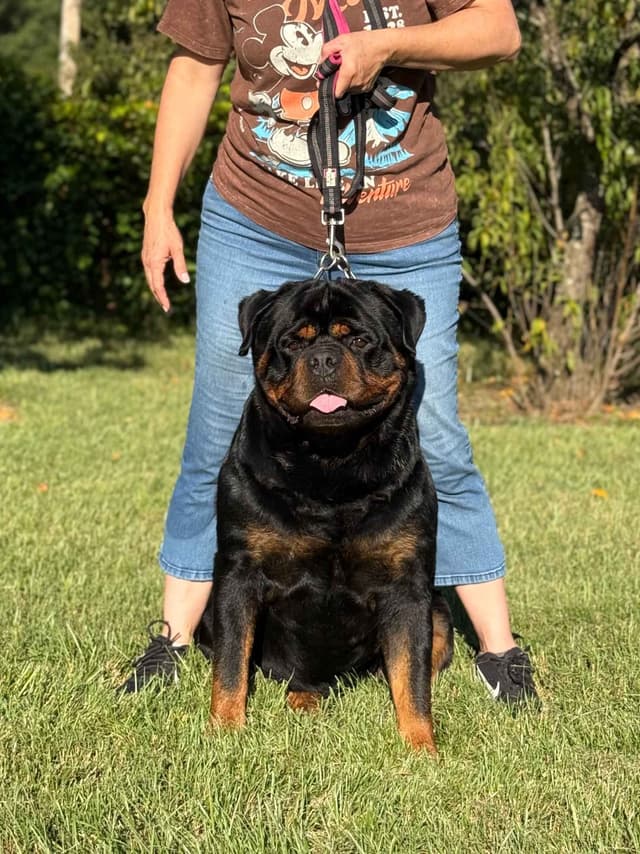 Champion Bloodline Serbian Rottweiler Puppies media 6