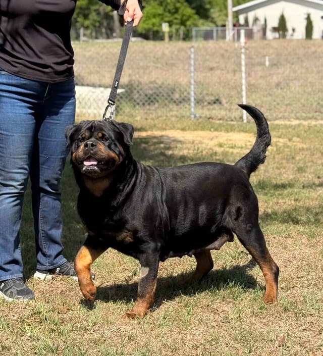 Champion Bloodline Serbian Rottweiler Puppies media 8