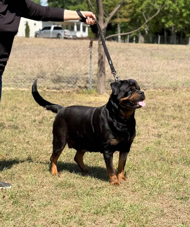 Champion Bloodline Serbian Rottweiler Puppies media 10