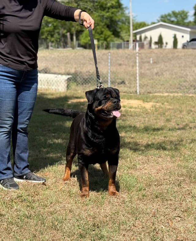Champion Bloodline Serbian Rottweiler Puppies media 9