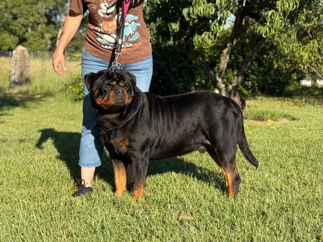 Champion Bloodline Serbian Rottweiler Puppies media 5