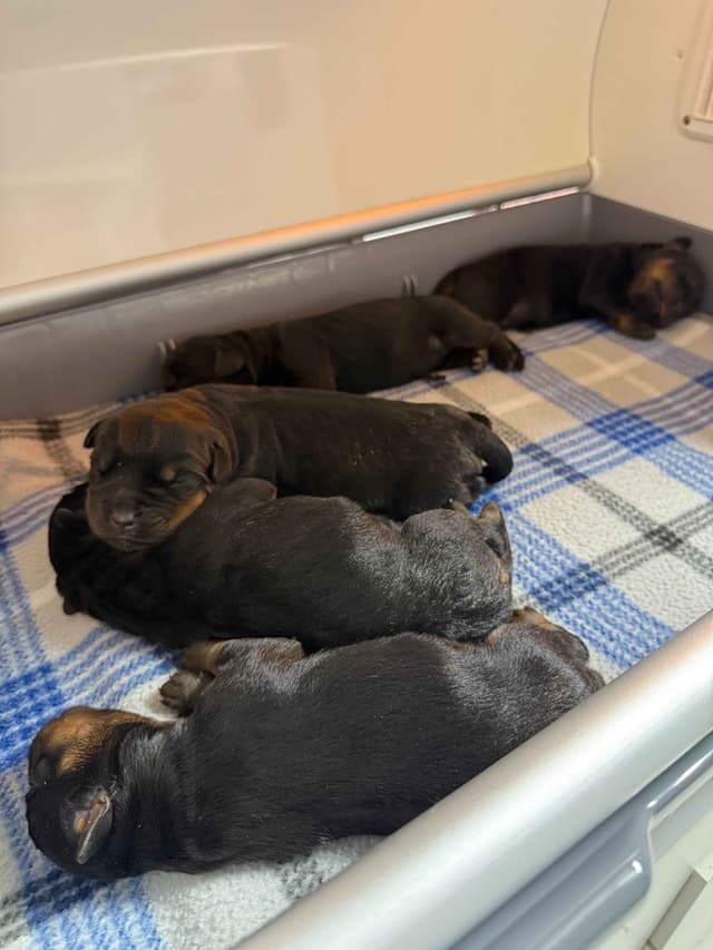 Champion Bloodline Serbian Rottweiler Puppies media 2