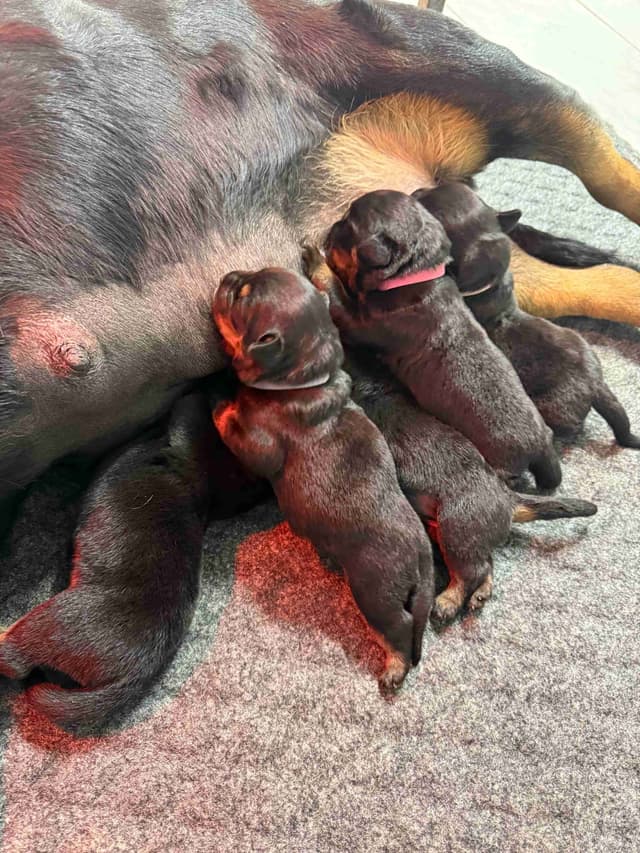 Champion Bloodline Serbian Rottweiler Puppies media 3