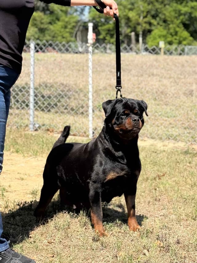 Champion Bloodline Serbian Rottweiler Puppies media 7