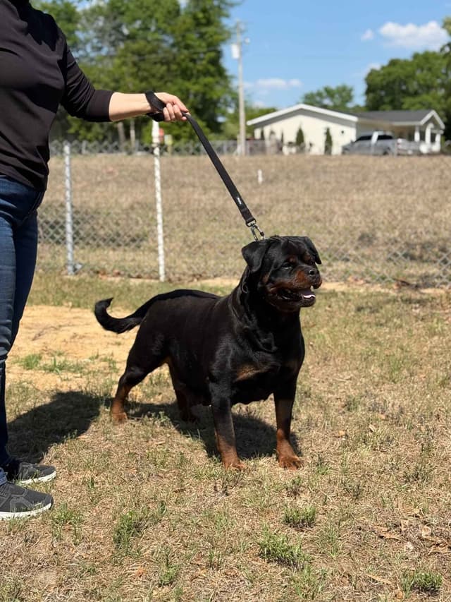 Champion Bloodline Serbian Rottweiler Puppies media 9