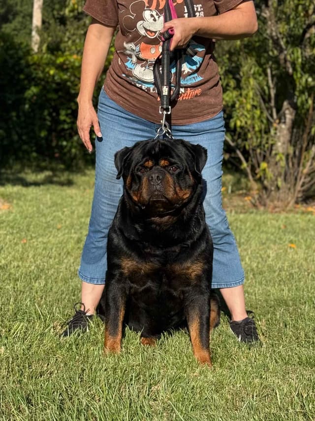 Champion Bloodline Serbian Rottweiler Puppies media 6